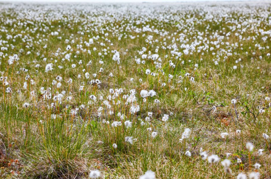 Пушица в тундре