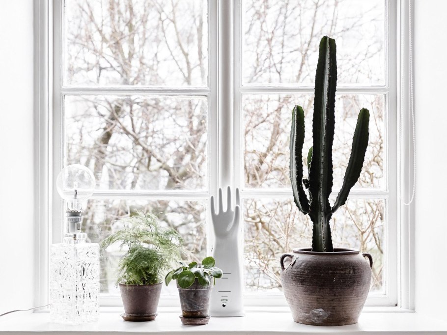 Кактусы на подоконнике