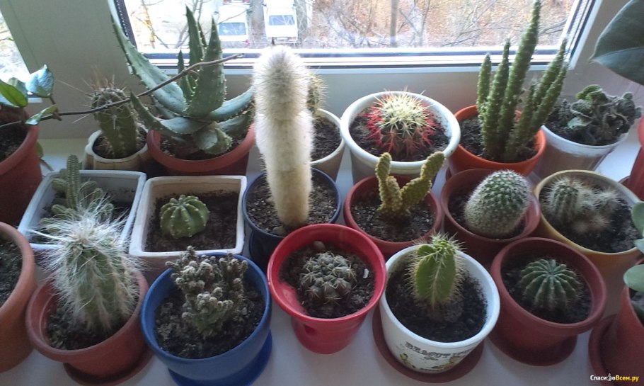 Кактус на окне