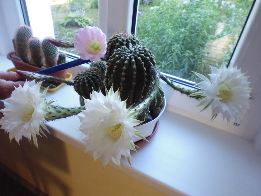 Кактус Строблем