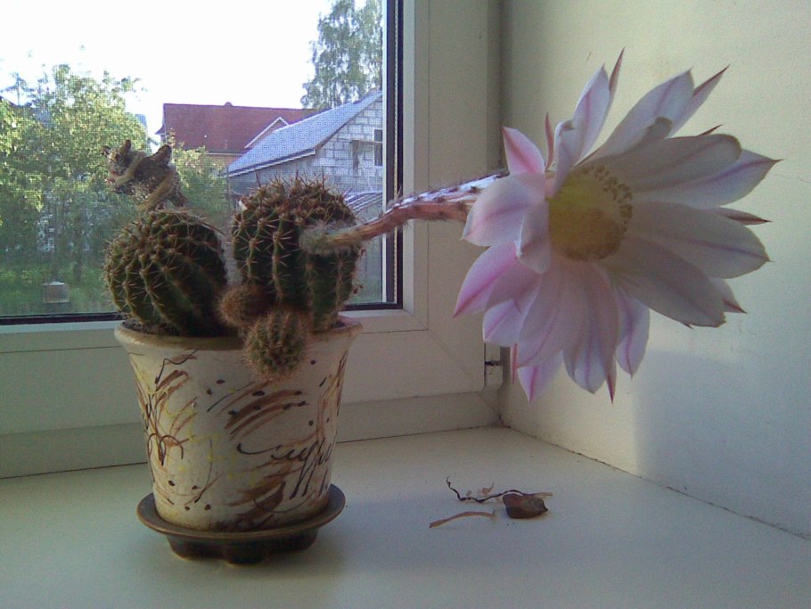 Дендрарий Суккуленты