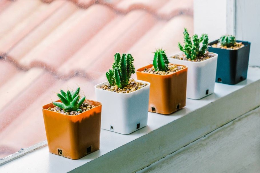 Кактус домашний