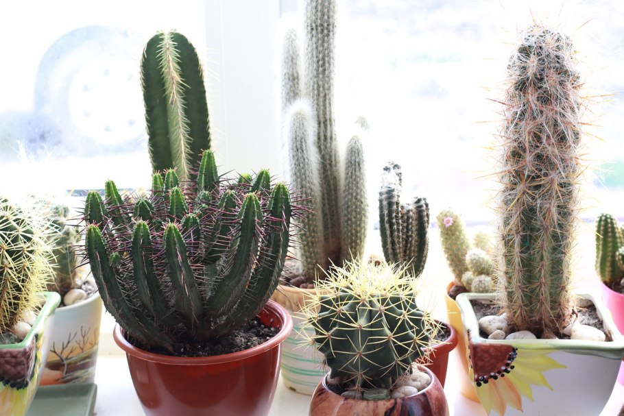 Цветущий Кактус на окне