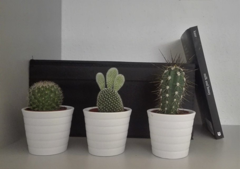 Кактус в офисе