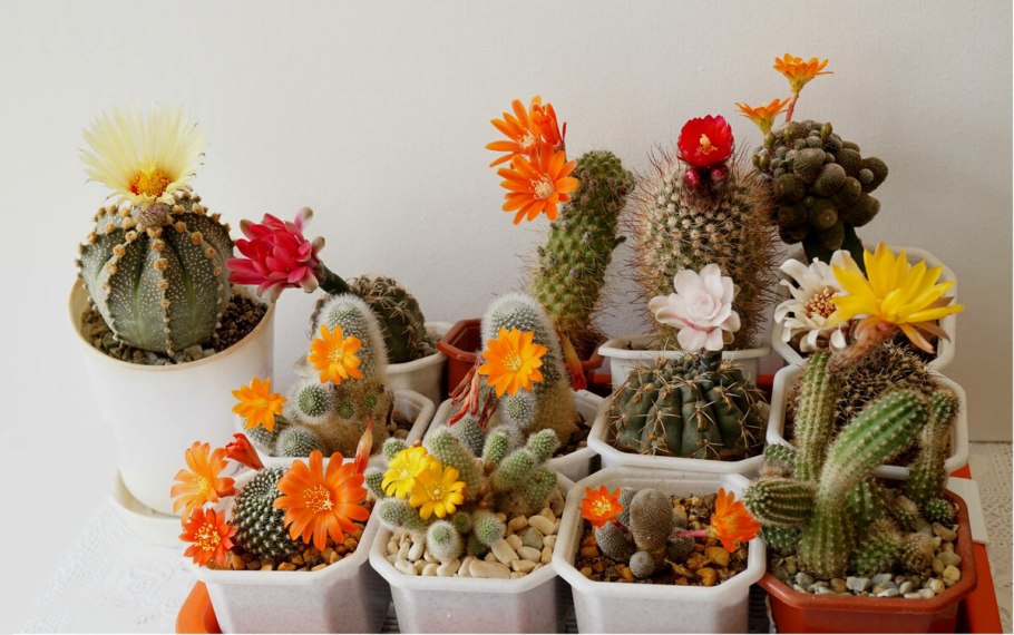 Цветочные горшки в интерьере