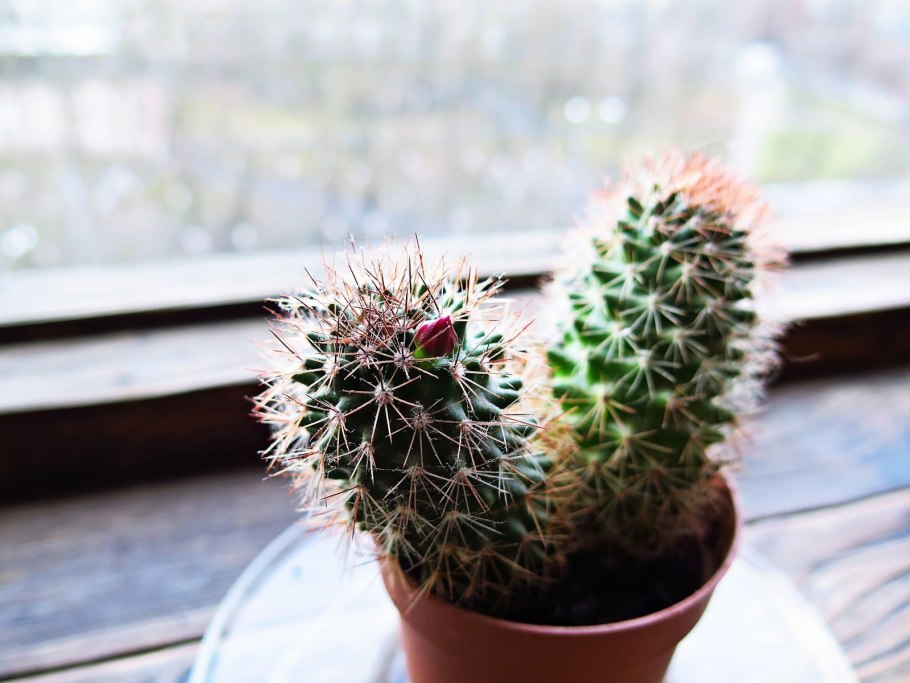 Кактусы на подоконнике