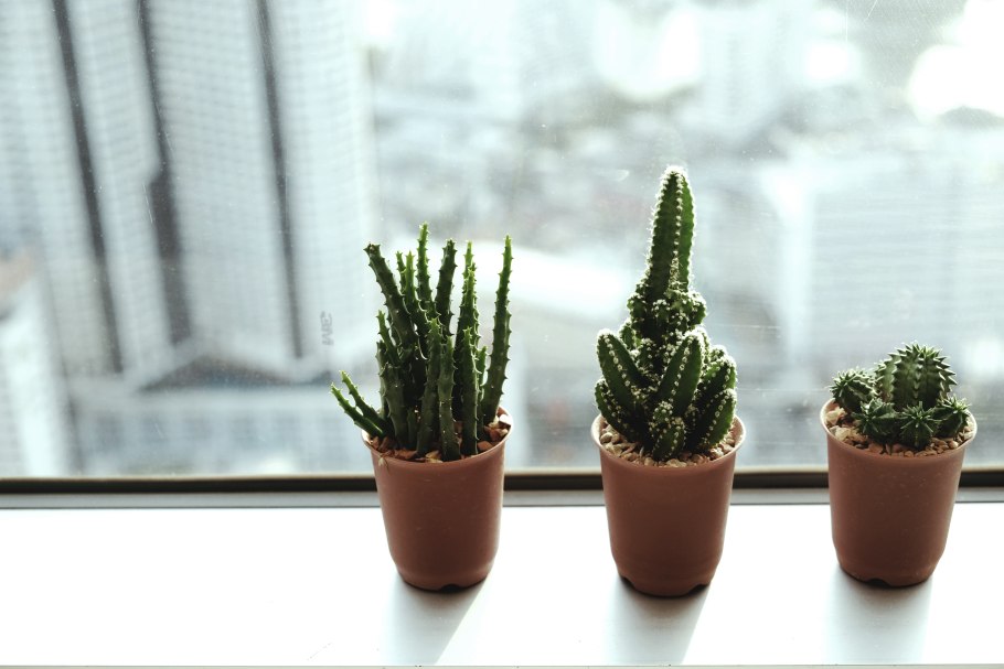 Кактус в горшке на окне