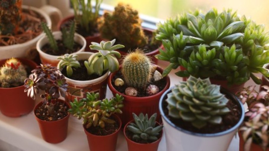 Суккуленты Эстетика на подоконнике