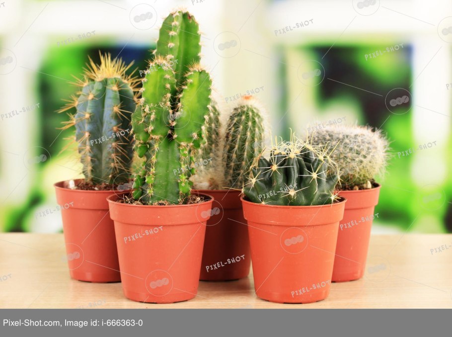 Цветы на подоконнике