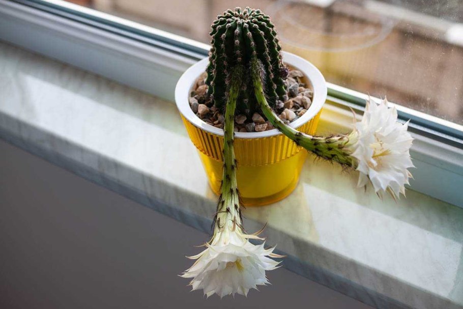 Кактусы в интерьере квартиры
