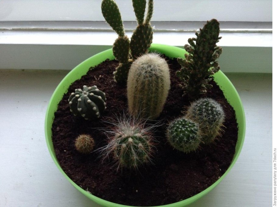 Кактусы в интерьере