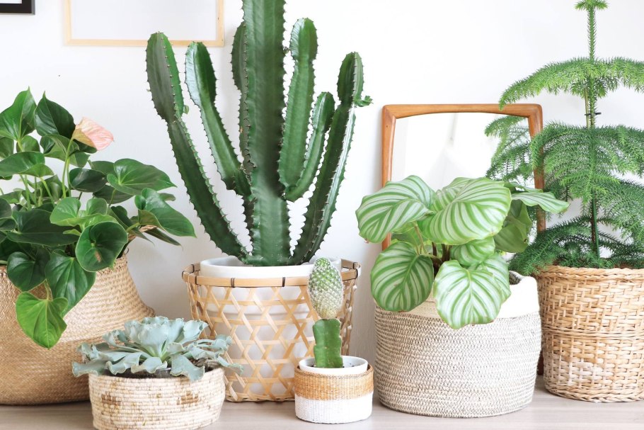 Кактус (🌵 кактусы)