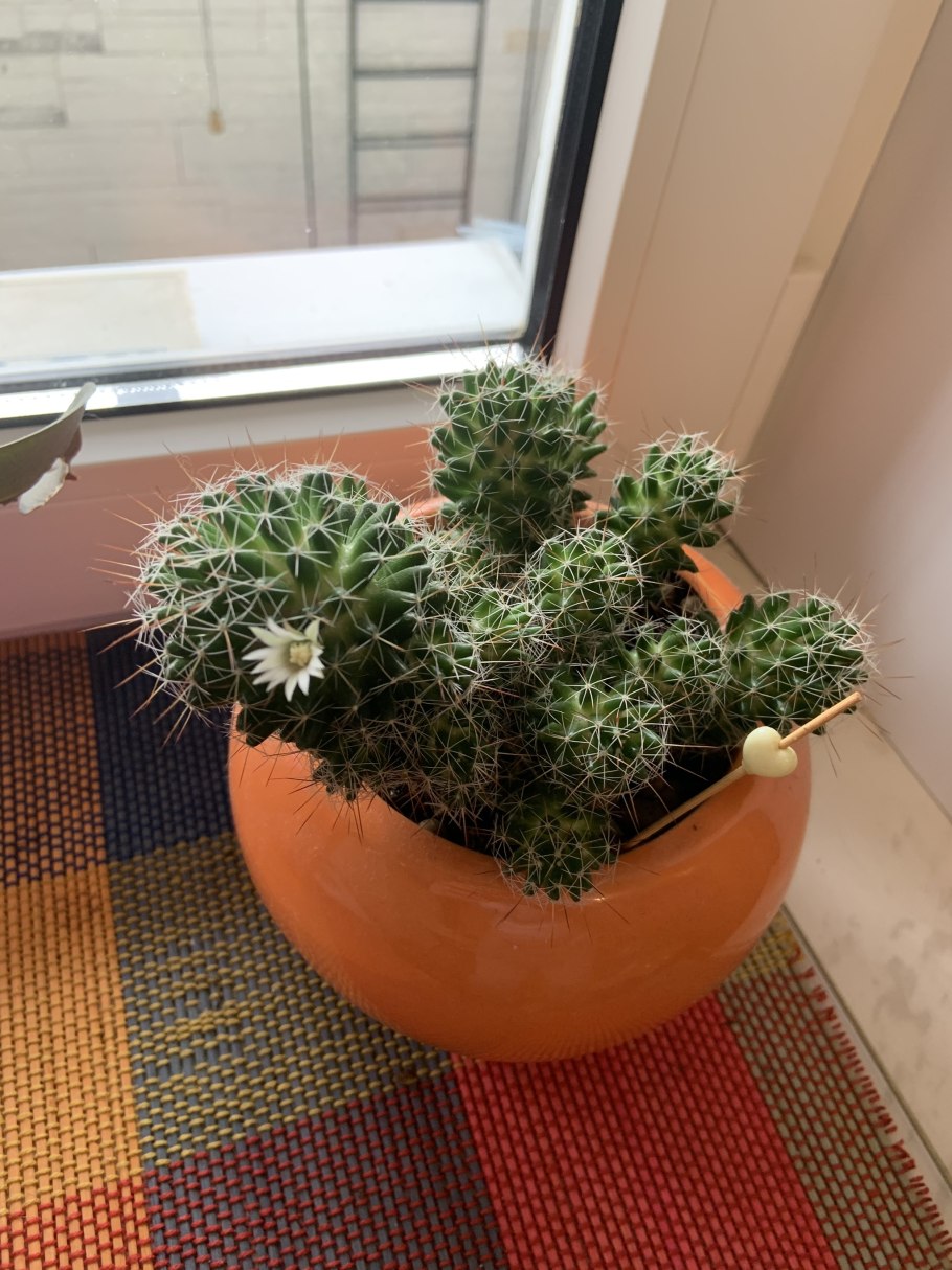 Кактусы в интерьере