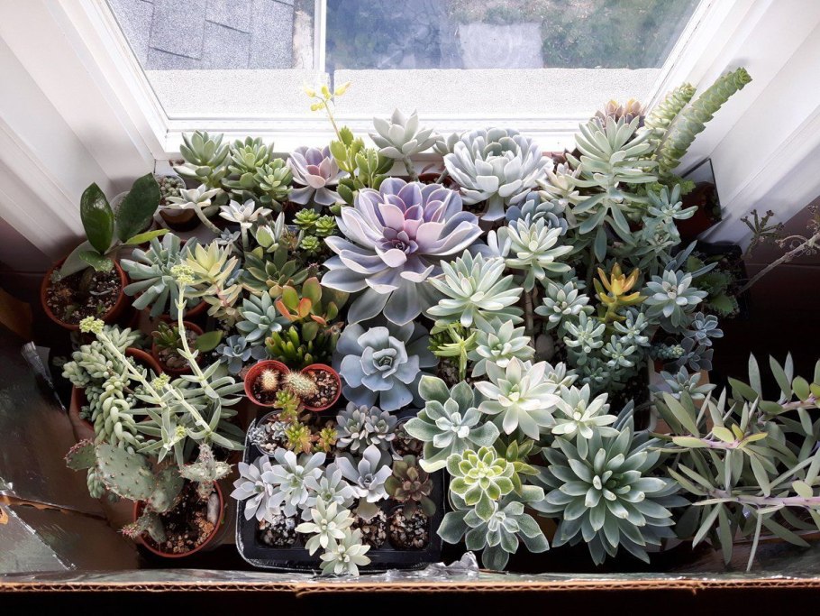 Кактусы комнатные в интерьере