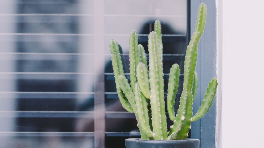 Коллекция кактусов