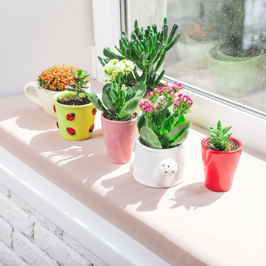 Кариофил Кактус Родина