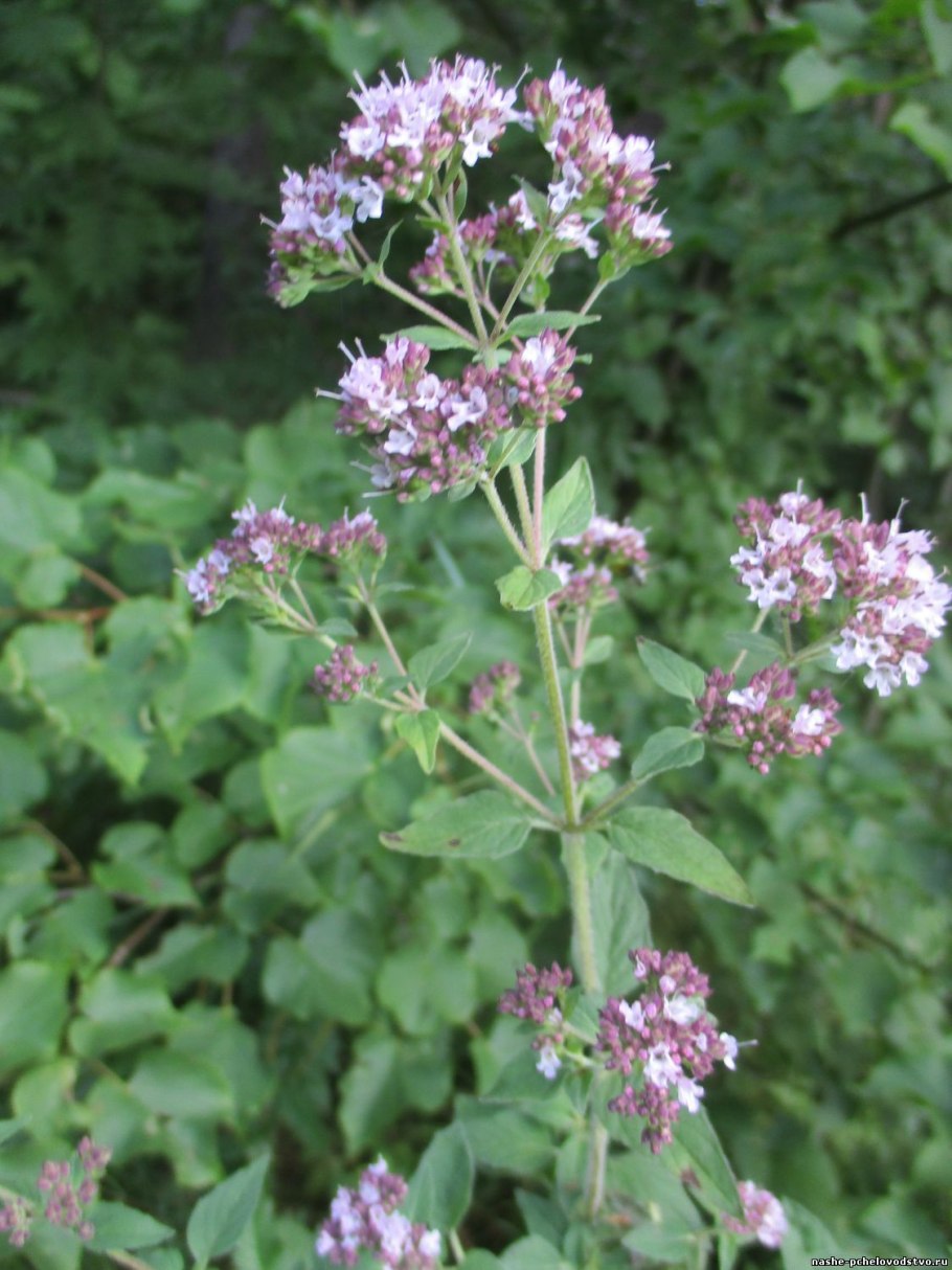 Орегано (душица)