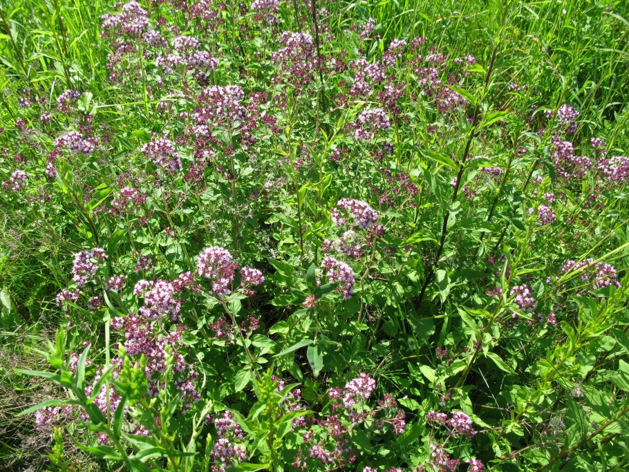 Душица обыкновенная Origanum vulgare l.
