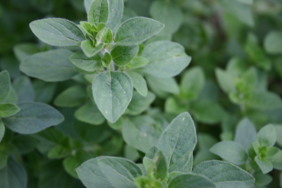 Орегано растет