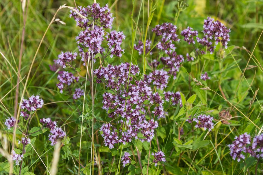 Душица обыкновенная (Origanum vulgare)