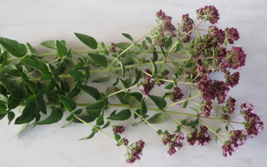 Орегано (душица, майоран).