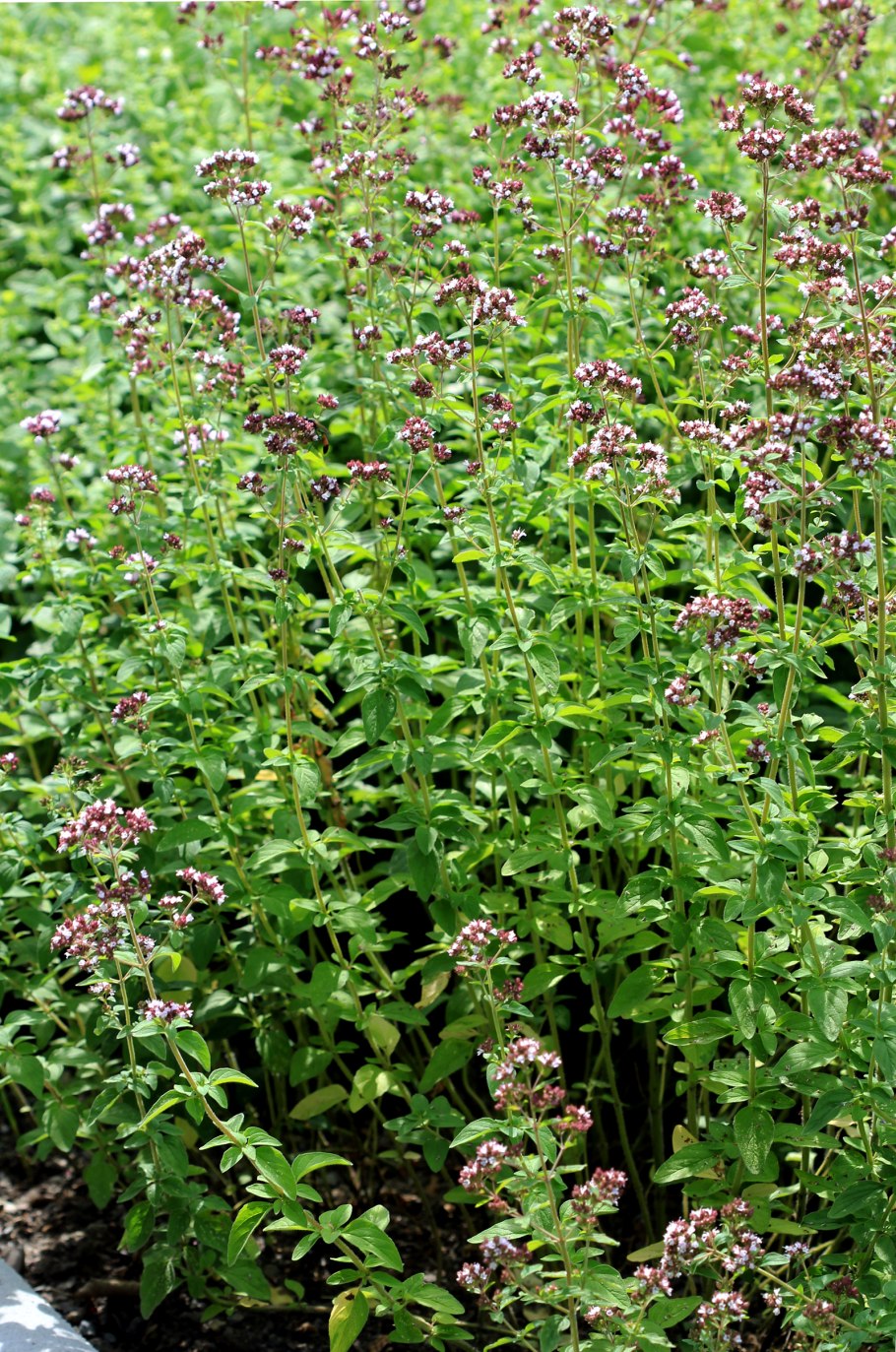 Майоран садовый, ориганум майорана.