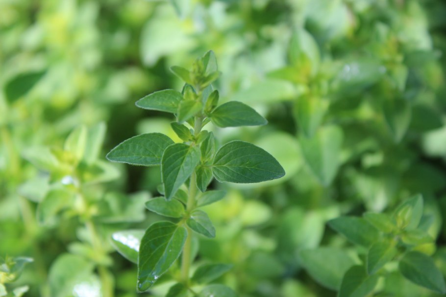 Ориганум вульгаре душица