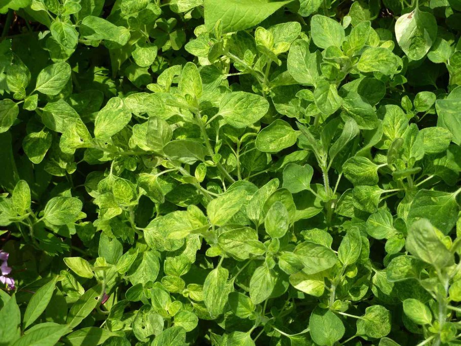 Орегано растение желтое