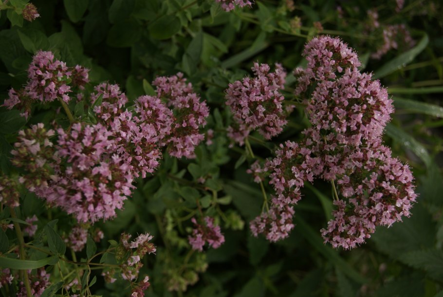 Душица обыкновенная Origanum vulgare l.