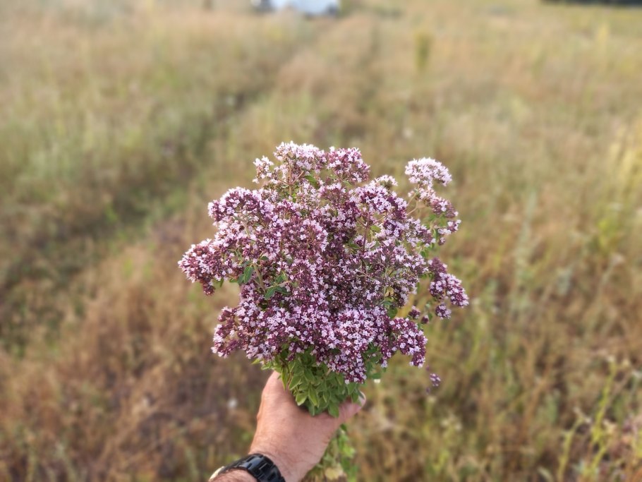 Орегано (душица)