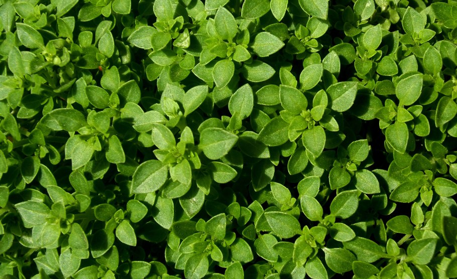 Origanum Majorana (майоран)
