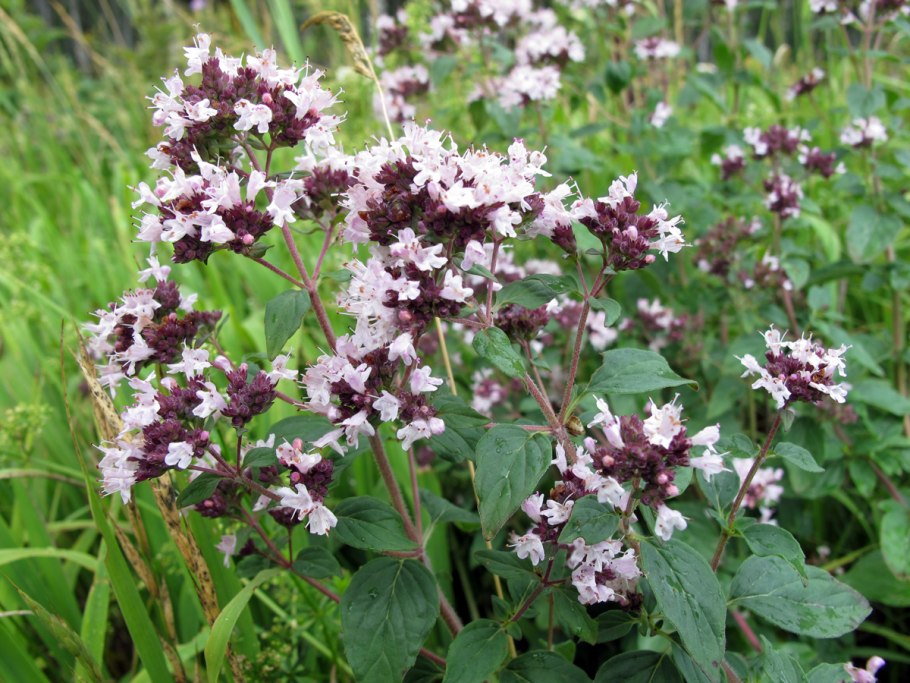 Душица обыкновенная (Origanum vulgare)
