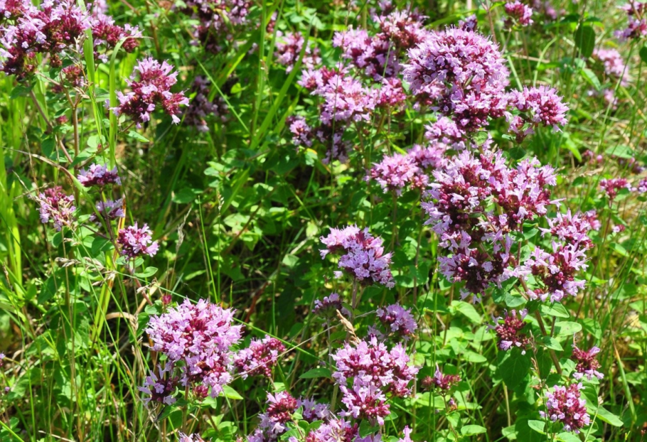 Орегано майоран базилик