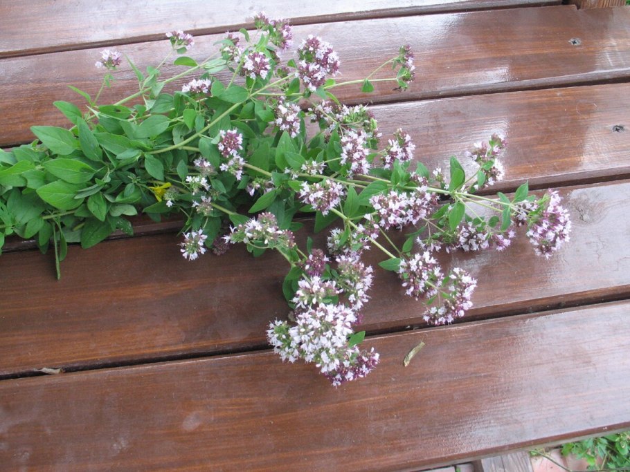 Губоцветные душица