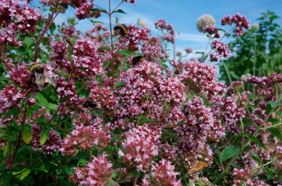 Душица обыкновенная Надежда