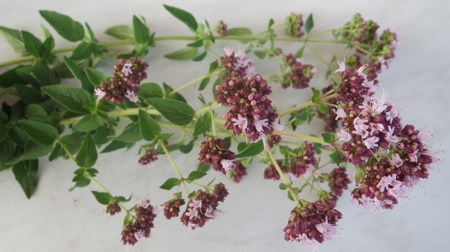 Матрёшка душица трава