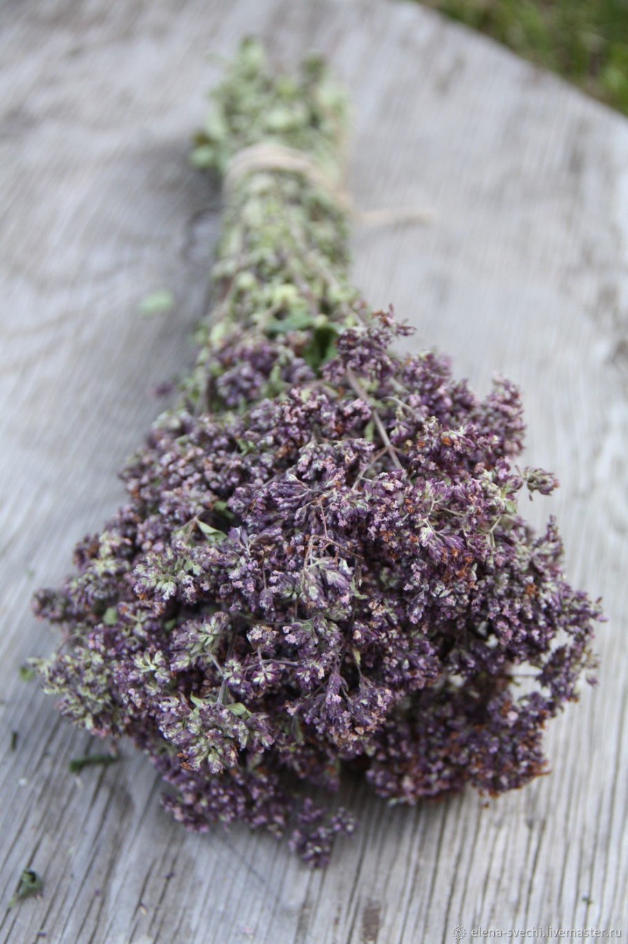 Душица обыкновенная (Origanum vulgare)