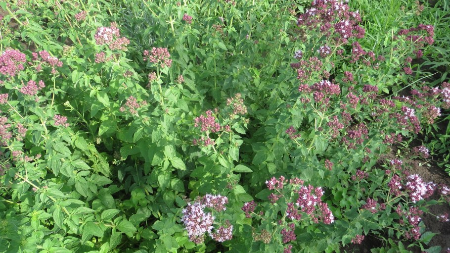 Душица обыкновенная Margherita