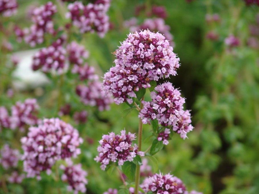 Душица обыкновенная (origanum vulgare)