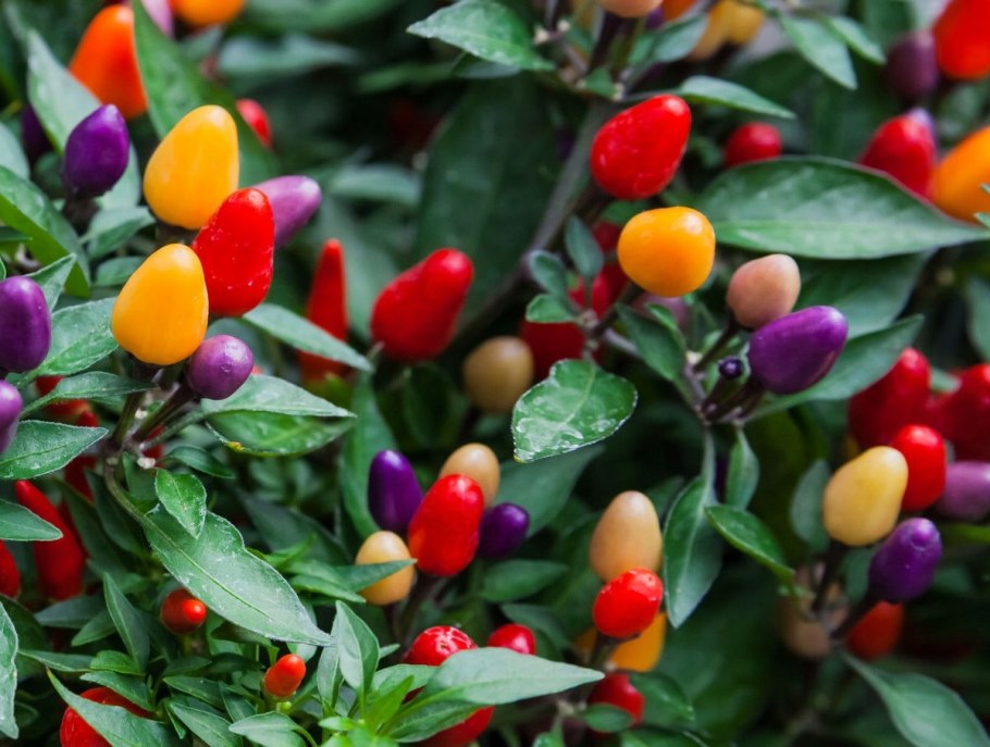 Перец Кармен кустарниковый