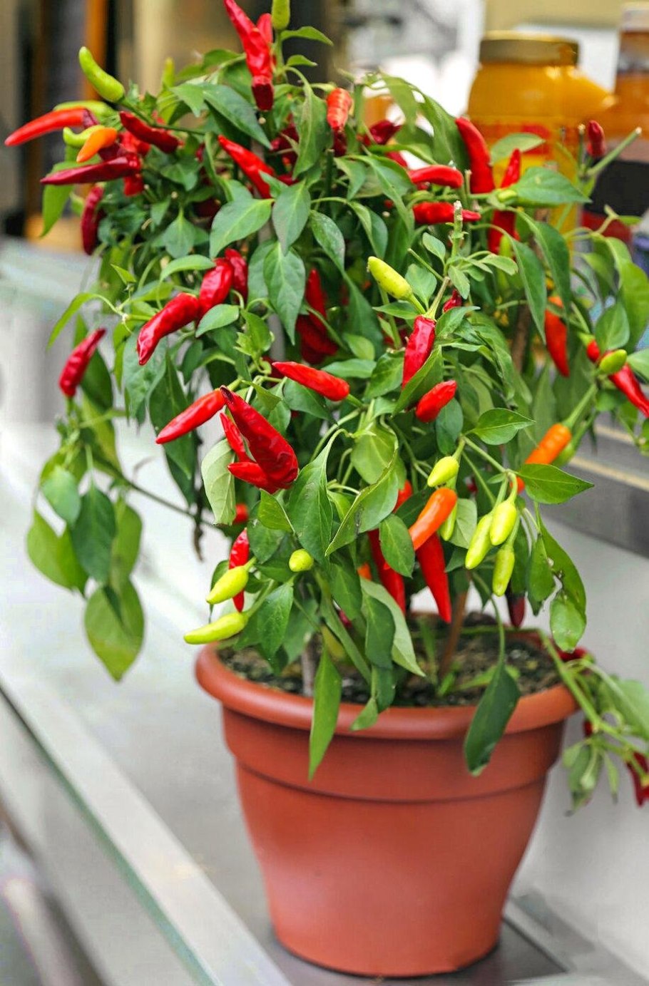 Перец беладонна f1