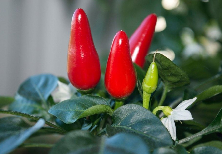 Перец острый Ивонна