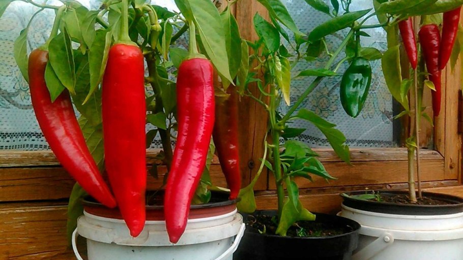 Перец алладин