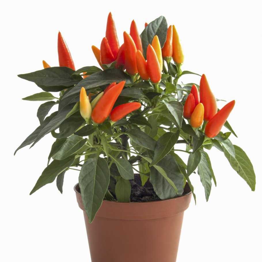 Капсикум микс d10.5 h25