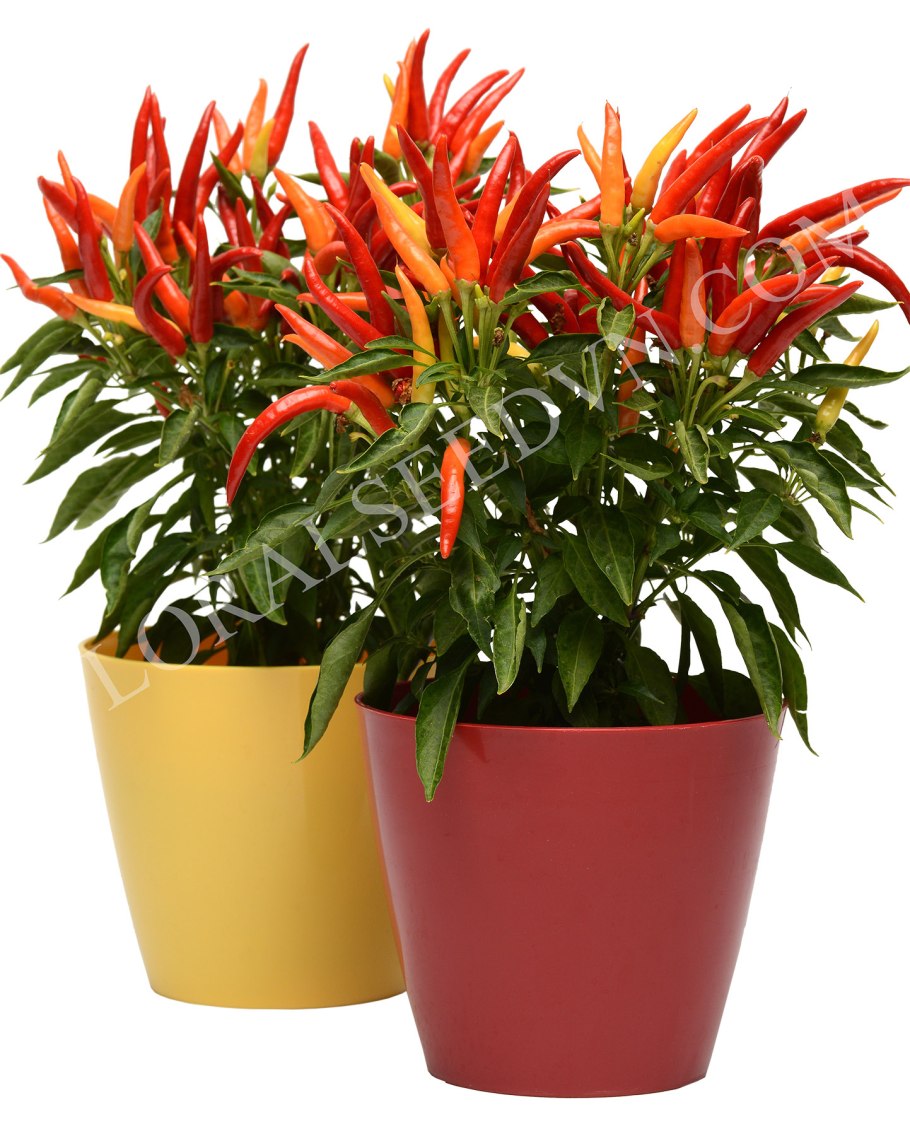 Капсикум Сомбреро