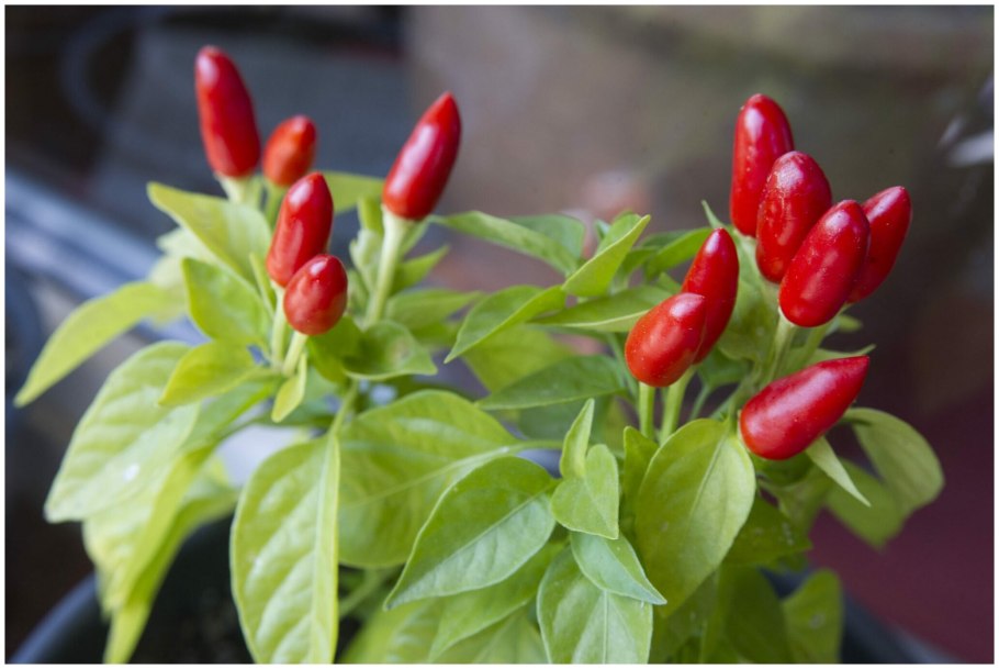 Перец декоративный Филиус Блю