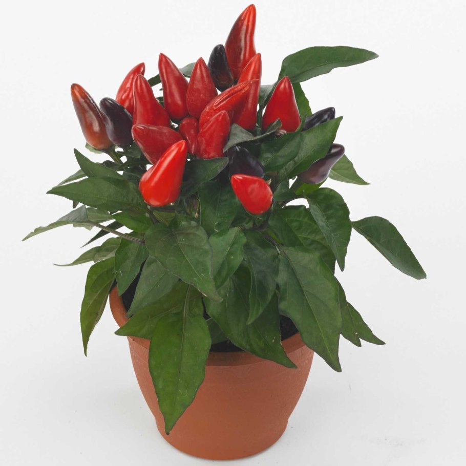 Комнатный перец Garaga