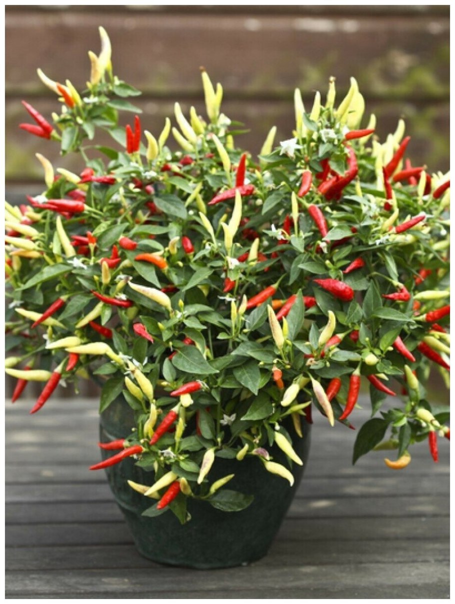 Тайский перец чили