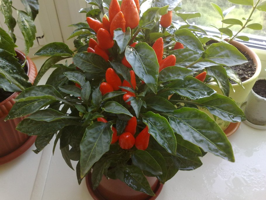 Перец капсикум аннуум