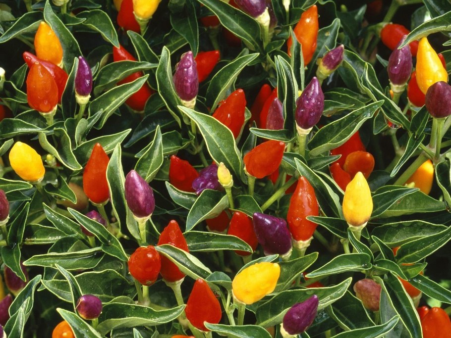 Перец огонек ~ 150г